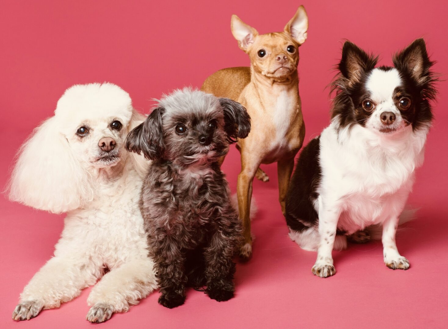 A group of dogs sitting on top of each other.